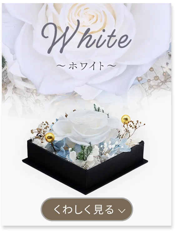 言の花 white 詳しく見る
